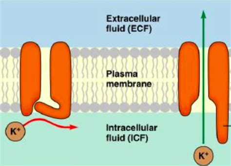 Membrane potential. Action potential and its propagation. Flashcards | Quizlet