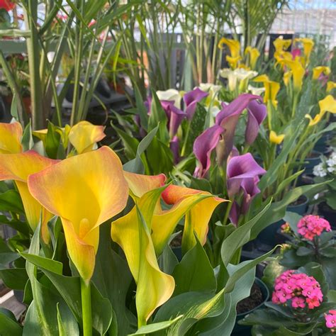Calla Lily Colour Paradise Greenhouses