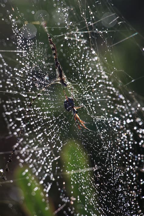 Nephila Edulis Australian Golden Orb Weaver Geoff Nowak Flickr