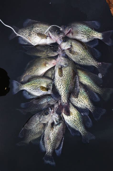 How To Find Crappie Before The Spawn 15 Locations