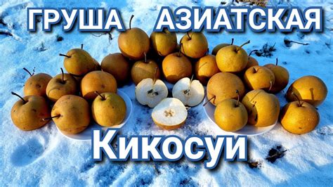 ГРУША КИКОСУИ / АЗИАТСКИЕ СОРТА ГРУШ / ЗИМНИЕ СОРТА ГРУШ - YouTube