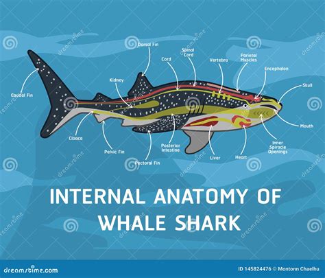 ANATOMÍA INTERNA DEL TIBURÓN DE BALLENA Ilustración del Vector