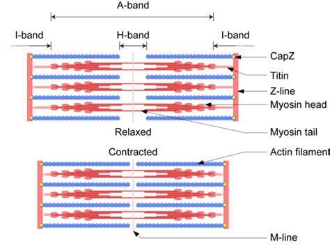 This diagram describes the sliding filament model of contraction. Terms include A-band, I-band ...