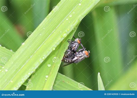 Mating Flesh Flies On A Blade Of Grass Stock Photo Image Of Wildlife