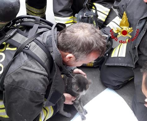 Gatto Salvato Dai Vigili Del Fuoco A Sesto