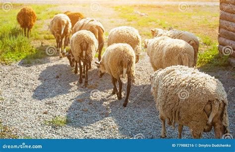 In The Morning A Flock Of Sheep Out Of Corral For The Cattle In The