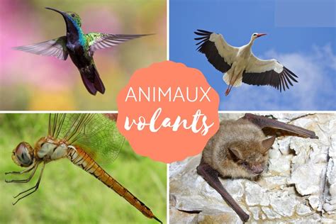 Animaux Volants Photos Et Curiosit S