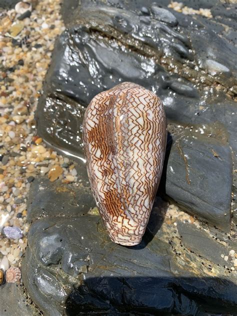 Textile Cone From Yuraygir National Park Barcoongere NSW AU On