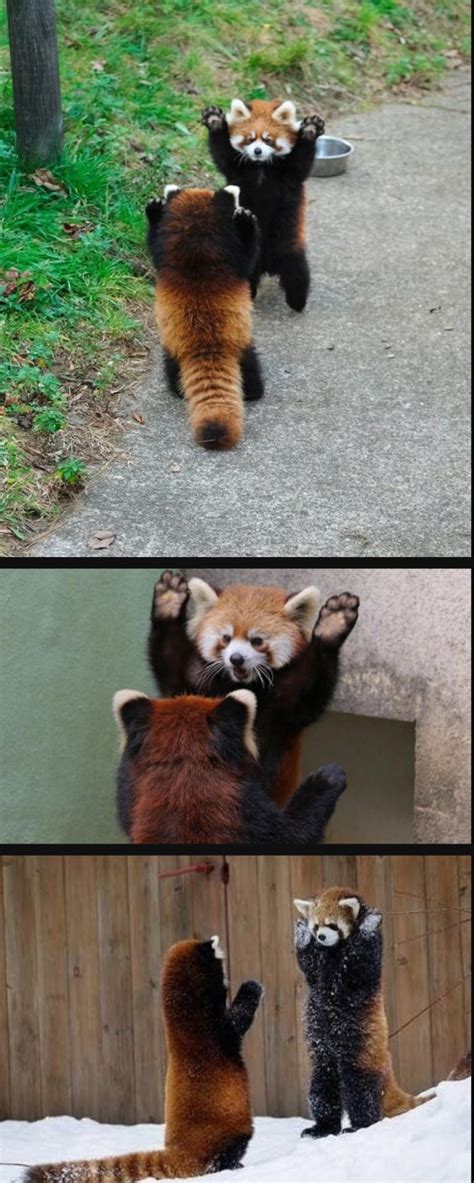 Red Pandas Intimidating Each Other 9gag