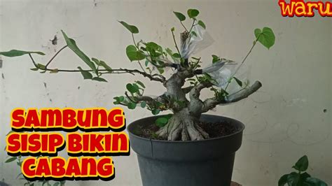 Bonsai Review Bonsai Waru Youtube