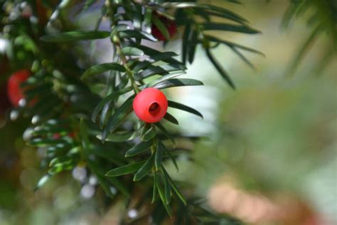 140 Yew Taxus Baccata Branch And Cone Fruits Stock Photos Pictures