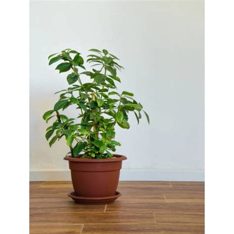 Serada Decor Plant Gardenia Gardenya I Ek Bitki Ev Ofis Fiyat