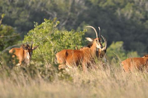 10 Tage Kenia Und Tansania Safari GetYourGuide