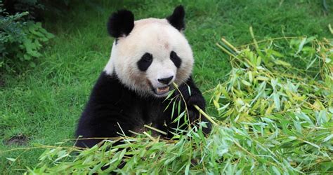 Panda Eating Bamboo Stock Video Footage - 4K and HD Video Clips ...