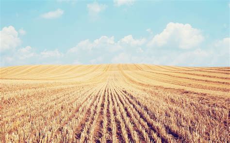 Crop Field Wallpapers Top Free Crop Field Backgrounds Wallpaperaccess