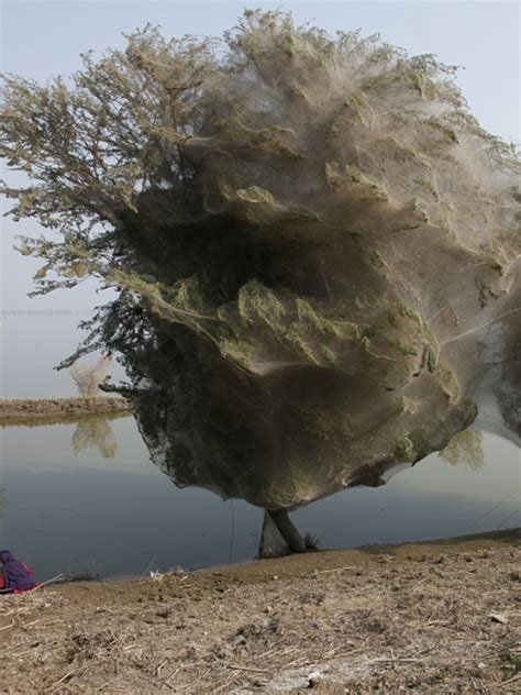 Spiderweb Cocooned Trees