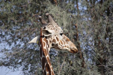 Parco Faunistico Sir Bani Yas Fotografando In Giro Per Il Mondo