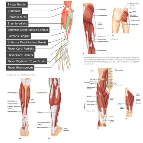 Jowett Muscles Of Arms And Legs Diagram Quizlet