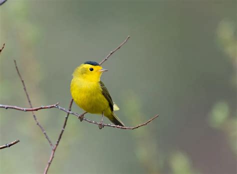 Yellow Birds In Illinois Picture And Id Guide Bird Advisors