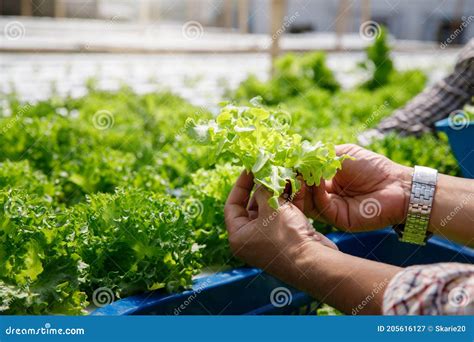 Agricultor Colhendo Alface De Carvalho Verde Hidrop Nico Org Nico Em