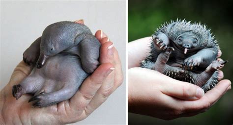 30 Adorable Rare Baby Animals Youve Never Seen Before