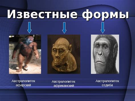Презентация австралопитек