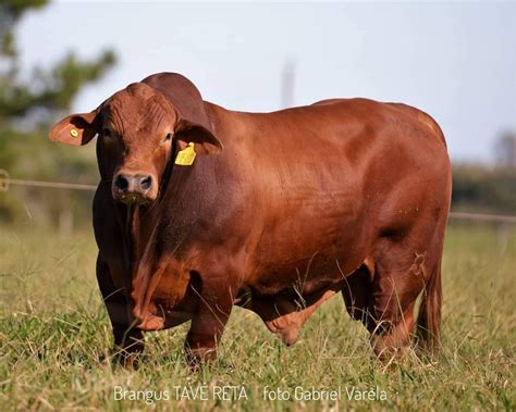 El Novillo Con El Precio M S Alto En D Cadas Agronoa