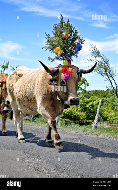 Traditional feast: cow transhumance in Lozere, France Stock Photo - Alamy