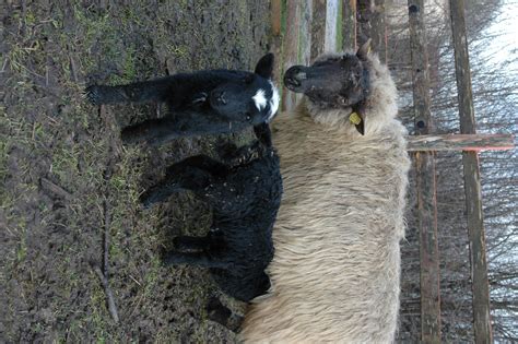 la période de lagnelage Ferme du P tit Brin d Paille