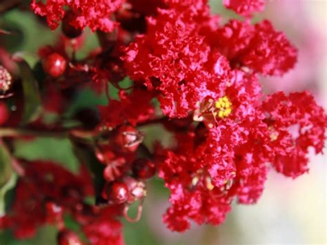 Lagerstroemia Indica Rubra Magnifica Rasadnik Novi Sad Yuflor