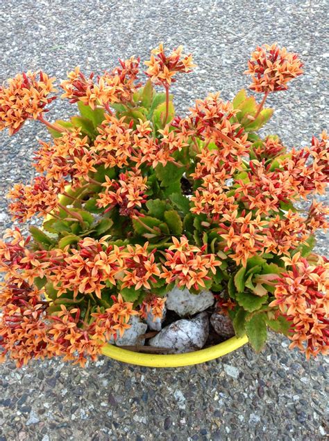 Kalanchoe Blossfeldiana Single Orange Kalanchoe Blossfeldiana Cactus Succulents Single