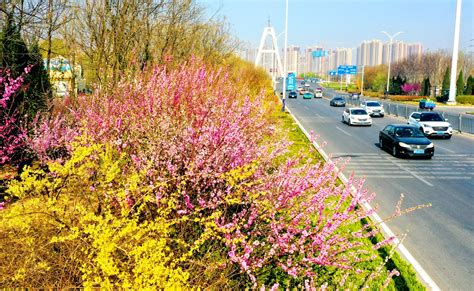 德州市市花淄博市市花滨州市市花大山谷图库