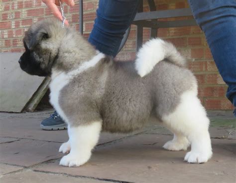 Akita Puppies For Sale | Houston, TX #192186 | Petzlover