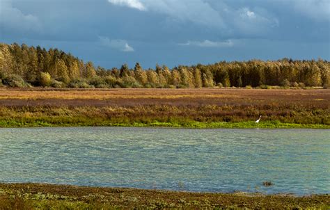 Free Images Landscape Sea Tree Nature Grass Marsh Wetlands