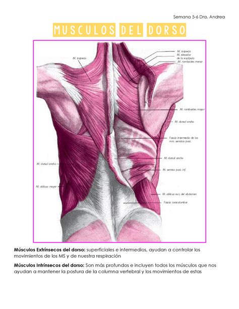 Musculos del Dorso Semana 5 6 Dra Andrea MUSCULOS DEL DORSO Músculos