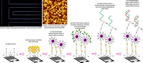 Schematic Illustration Of Surface Functionalization Conducted On Bare