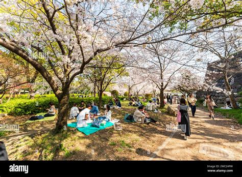 Japan Cherry Blossom People Sitting Under Cherry Blossom Trees In The