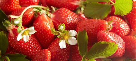 À laise avec les fraises Oui Le magazine de la Ruche Qui Dit Oui