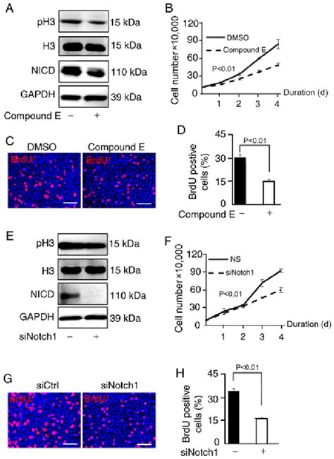 Downregulation Of Nicd Suppresses The Proliferation Of Glioblastoma