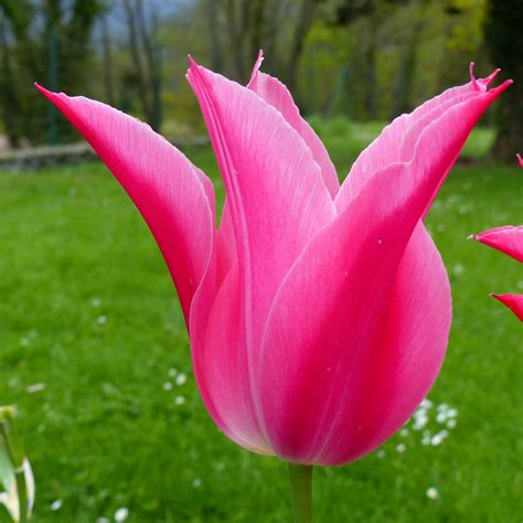 Fotos gratis naturaleza flor pétalo tulipán rojo botánica