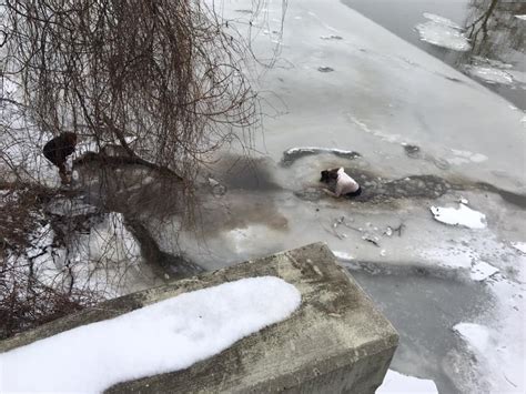 Un Uomo Si Getta Nelle Acque Gelate Di Un Fiume Per Salvare Un Cane