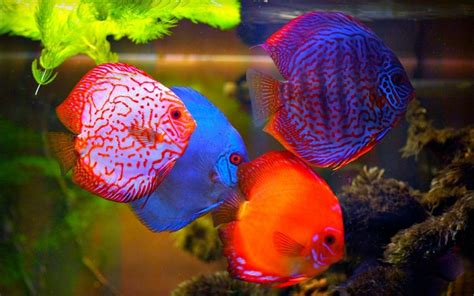 Discus Fish Wallpapers Top Free Discus Fish Backgrounds WallpaperAccess