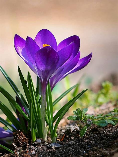 Crocus Flower Purple Spring Hd Phone Wallpaper Peakpx