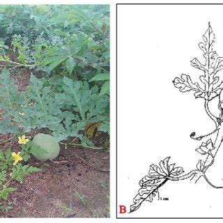 Citrullus mucosospermus. A. Fruiting plant in habitat. B. Morphological ...