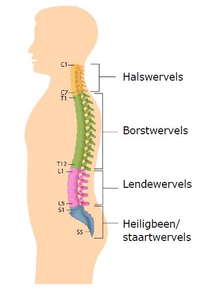 Hernia In De Onderrug Operatie Bij Een Alrijne Ziekenhuis