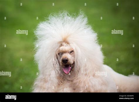 Apricot Miniature Poodle On A Dog Show Stock Photo Alamy