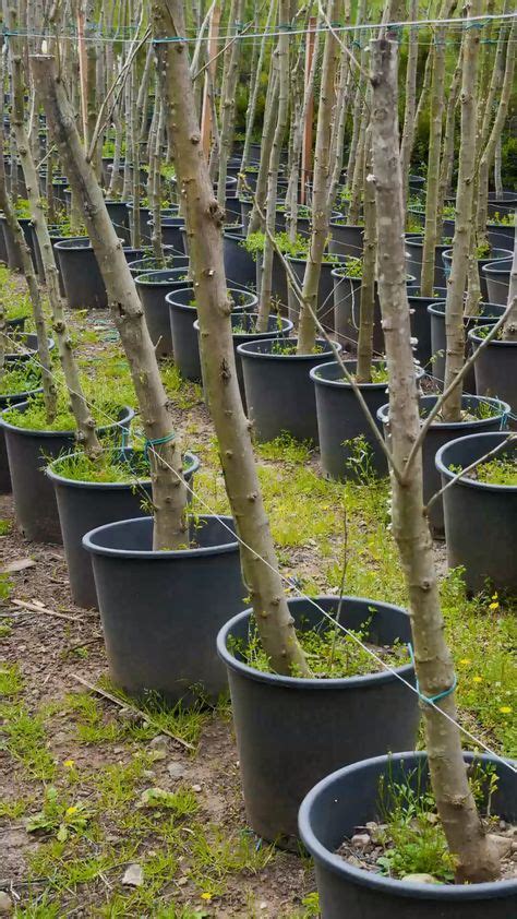 Idee N Over Groenten En Fruit In Bakken Moestuin Groenten Tuin