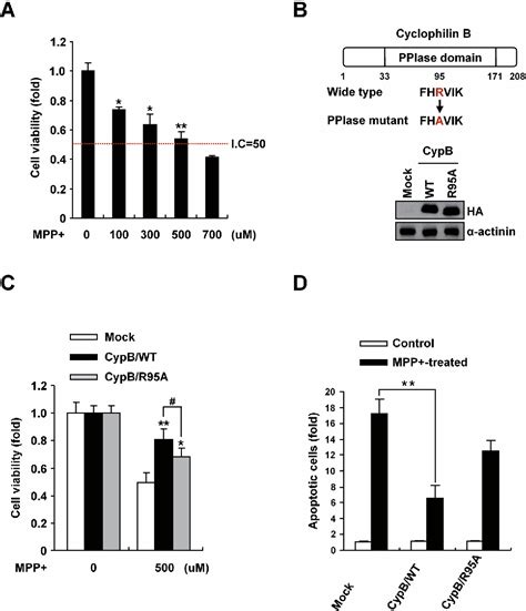 Figure 1 From Cyclophilin B Protects Sh Sy5y Human Neuroblastoma Cells