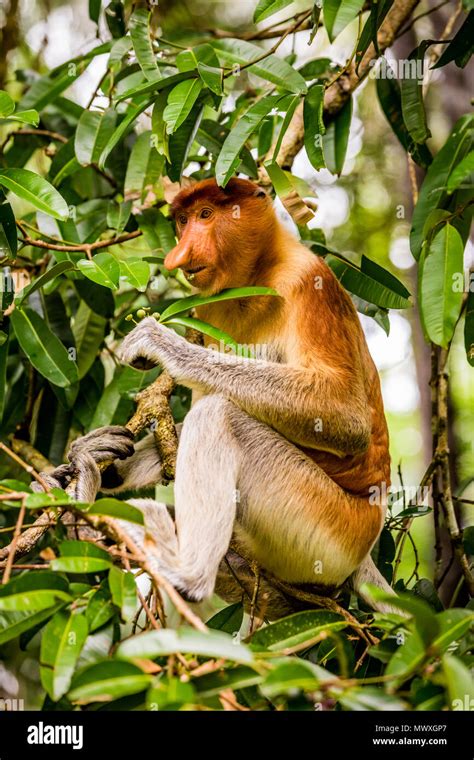 Proboscis Monkey Unique And Native To Malaysia In Bako National Park