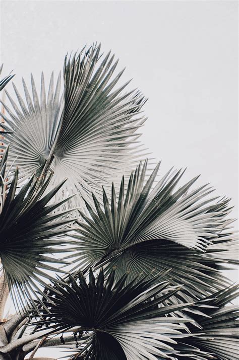 aesthetic background vintage high quality